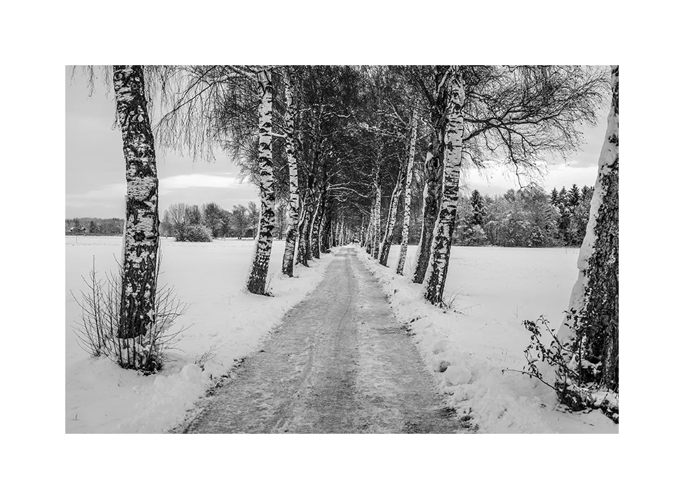 Allee im Winter · Deutschland, 2022