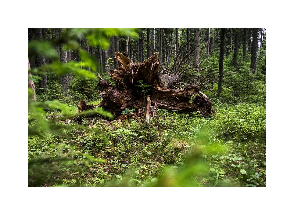 Nationalpark Lahemaa · Estland, 2018