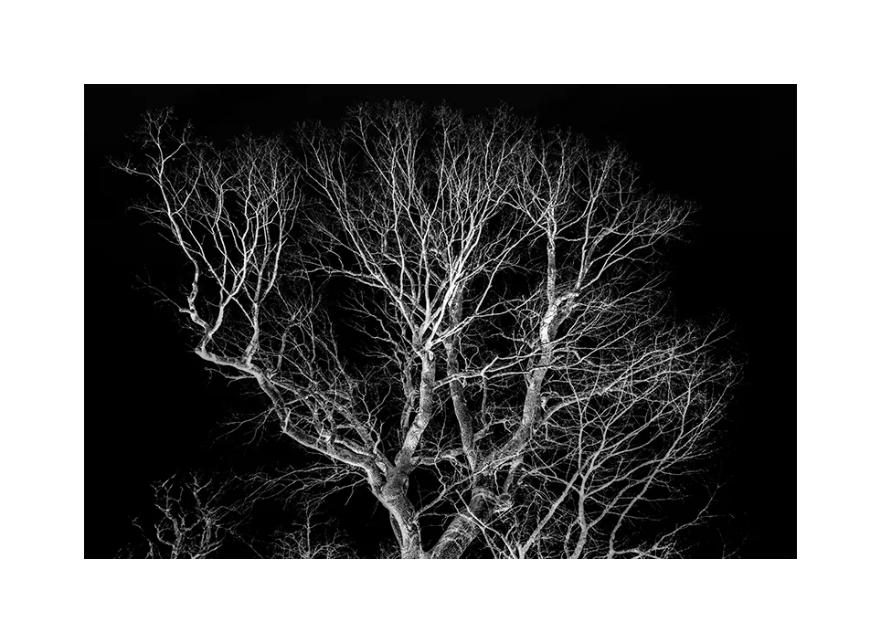 1003-11 · Tree · Deutschland, 2022