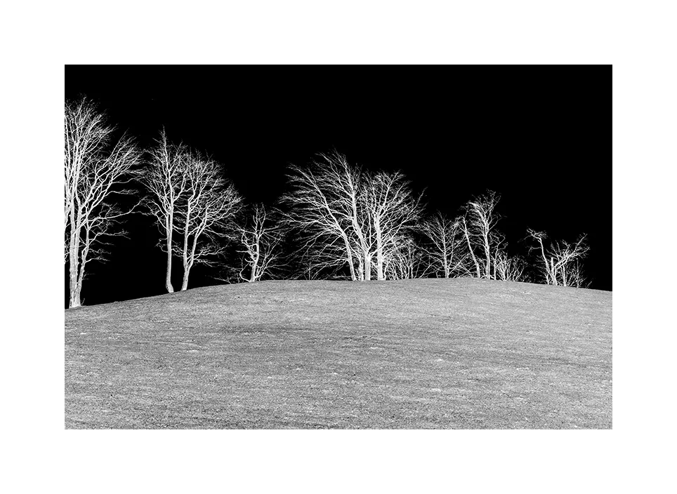 1003-14 ·  Woodland Edge · Montenegro, 2022