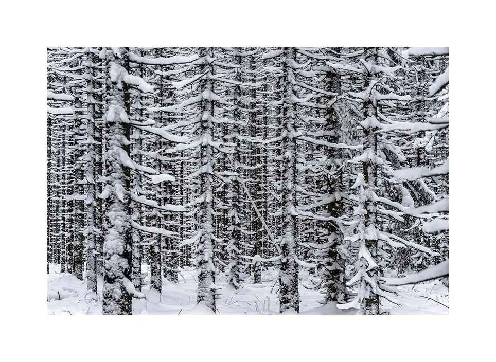 Nationalpark Šumava · Tschechien, 2017