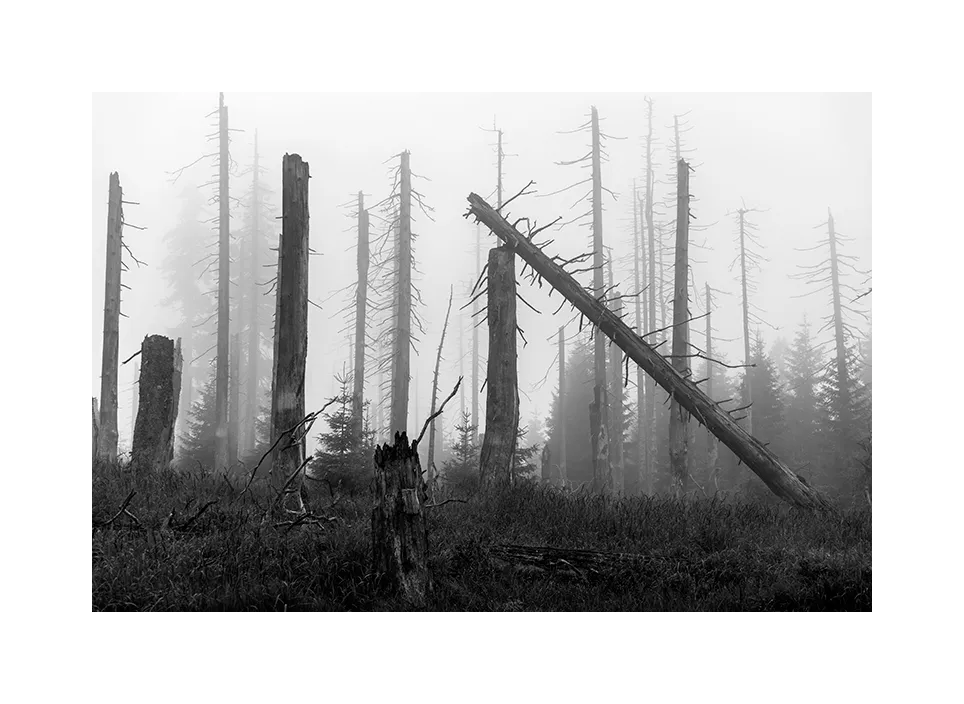 Toter Wald · Deutschland, 2018
