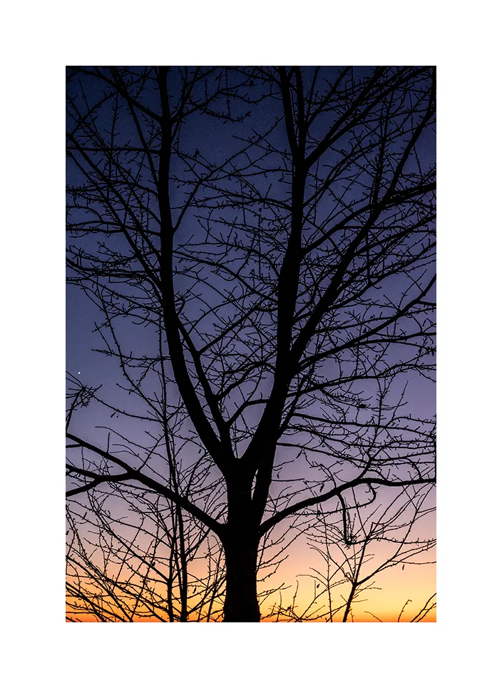 1012-17 · Baum im Sonnenuntergang · Tschechien, 2020