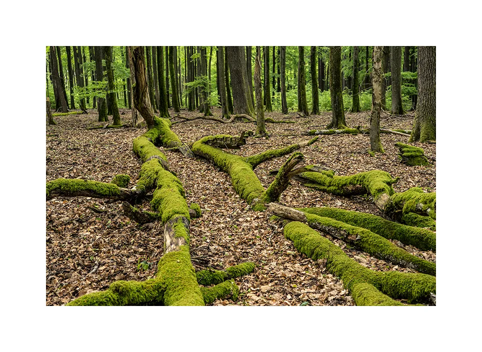 Quellgebiet der Wieslauter I · Deutschland, 2021