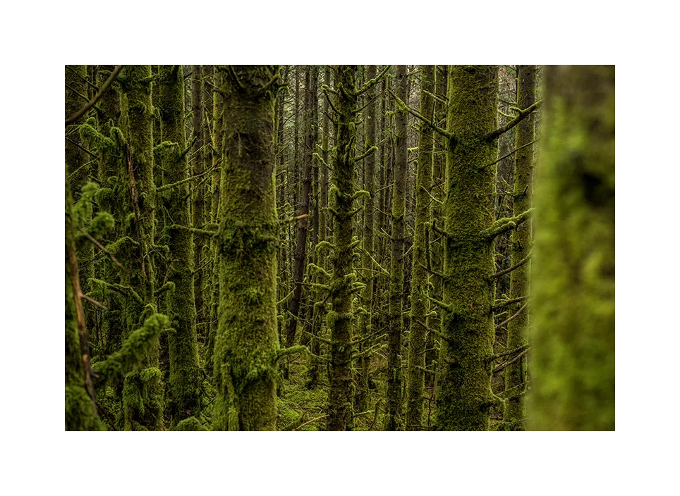 Wild Nephin Wilderness Area · Irland, 2021