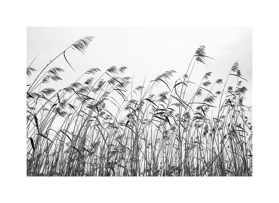 Gras im Wind · Spanien, 2023