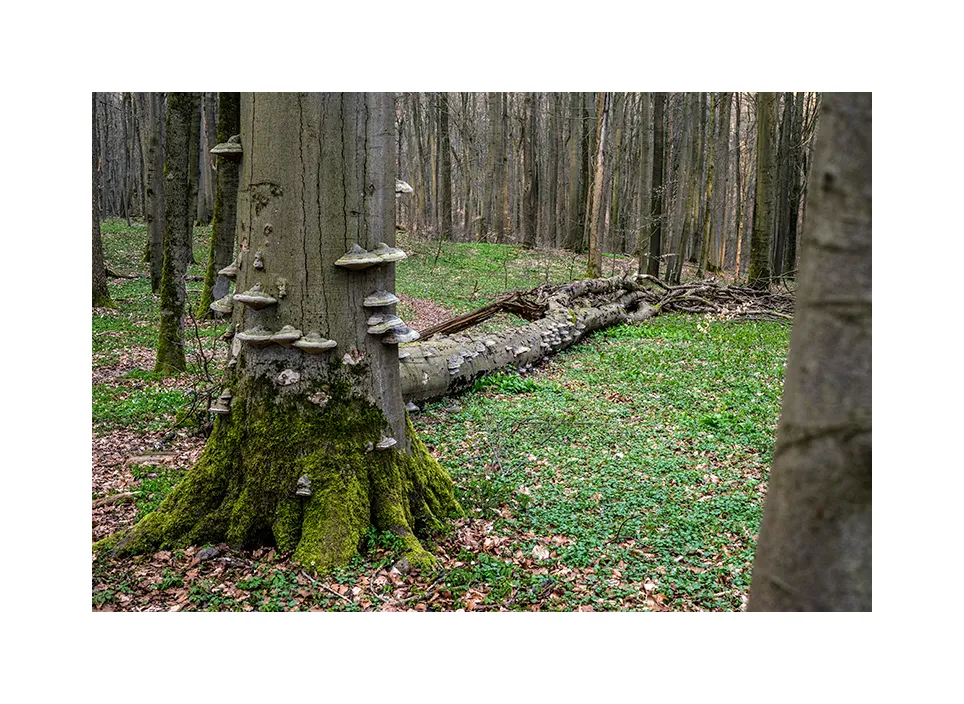 Nationalpark Hainich I · Deutschland, 2023