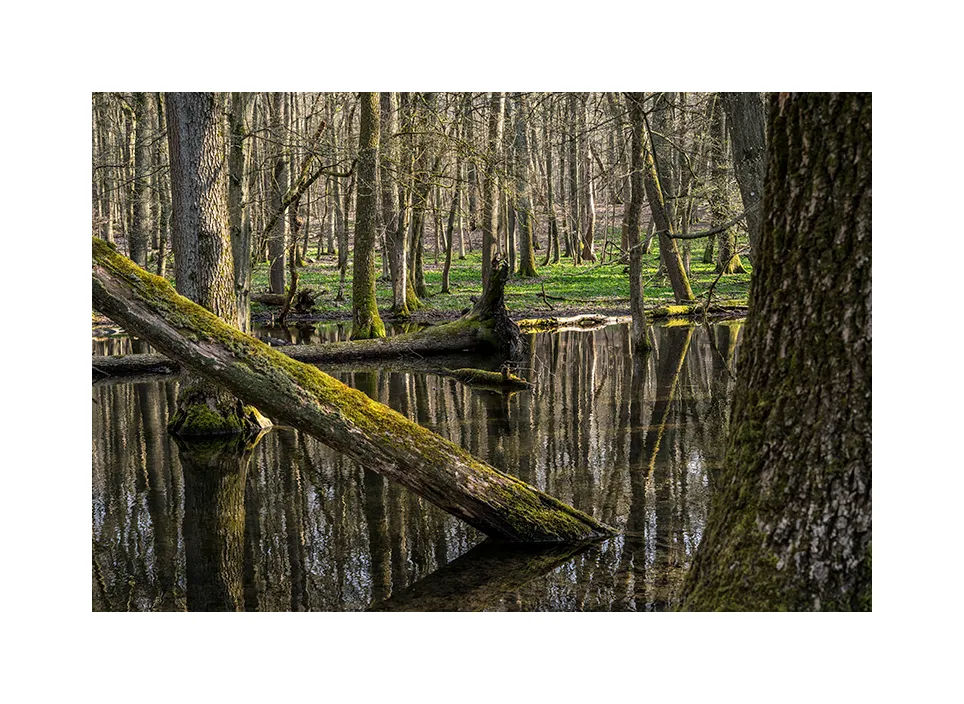 Nationalpark Hainich II · Deutschland, 2023