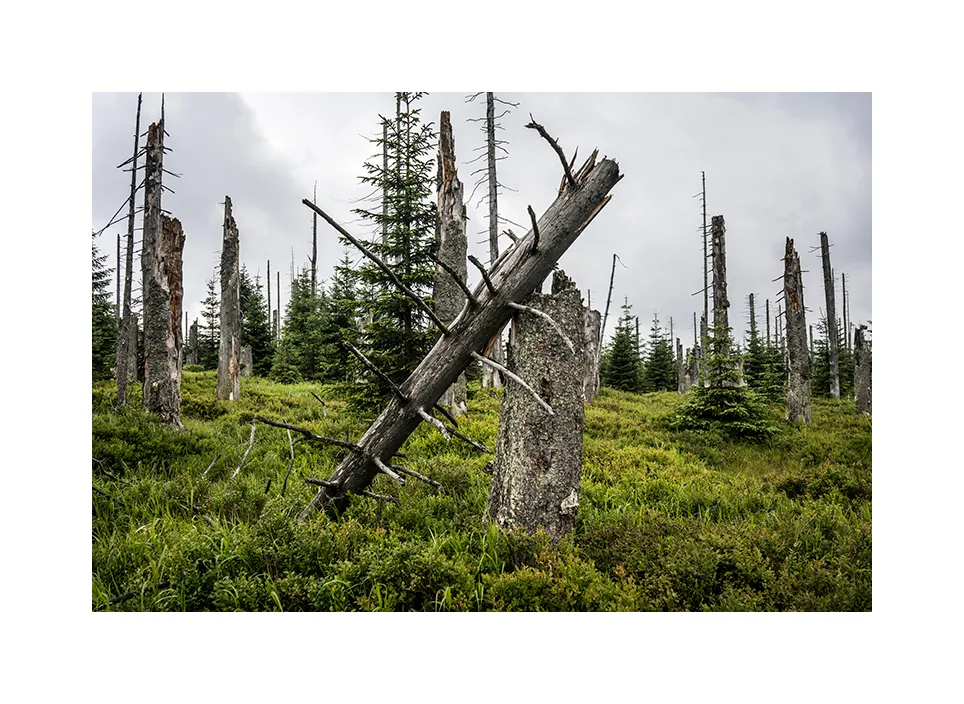 Nationalpark Bayerischer Wald I · Deutschland, 2018