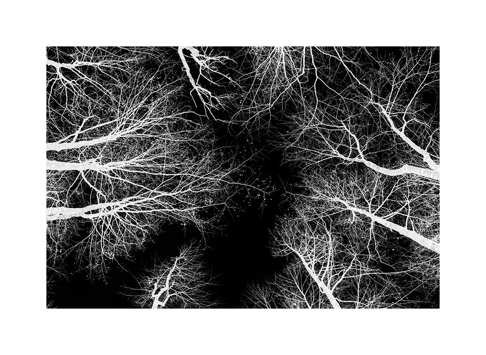 1003-05 · Forest · Serbien, 2022