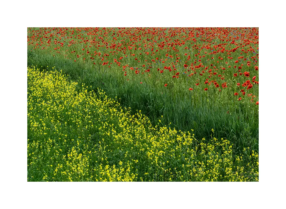 1012-06 · Feld · Litauen, 2018