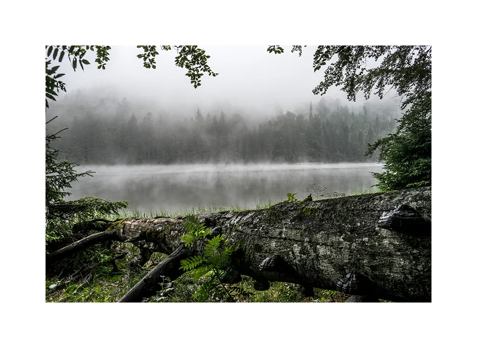 Nationalpark Bayerischer Wald IV · Deutschland, 2018