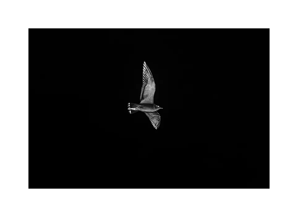 1003-08 ·  Sea Bird · Deutschland, 2022