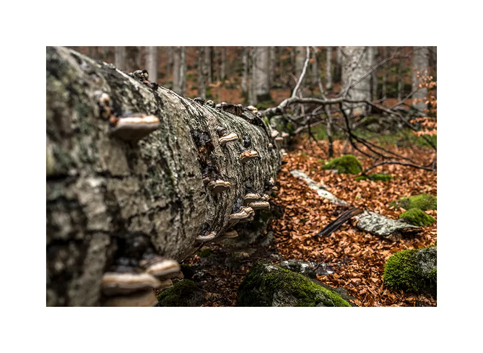 Nationalpark Biogradska Gora III · Montenegro, 2022