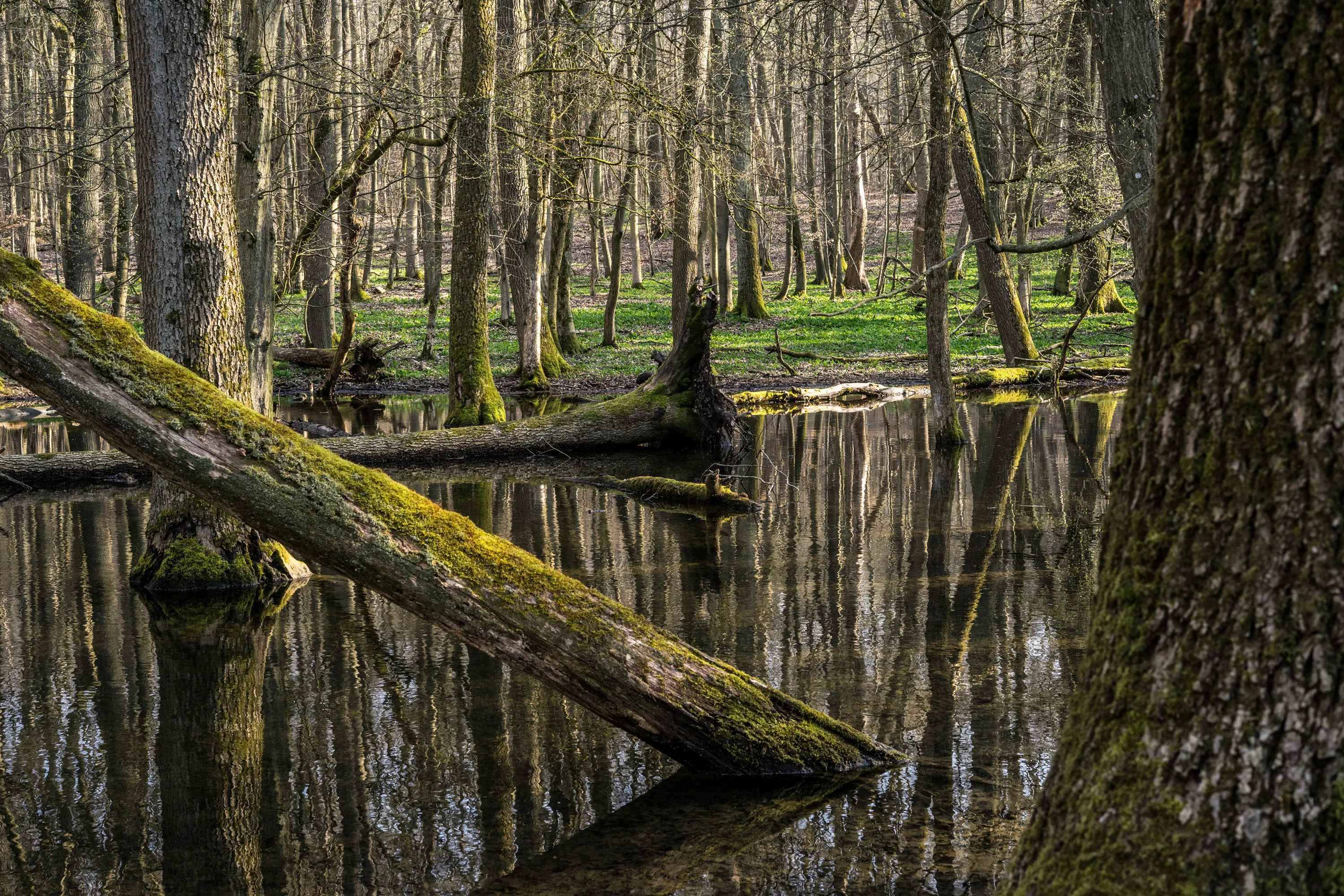 Nationalpark Hainich