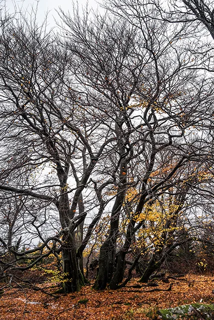 106