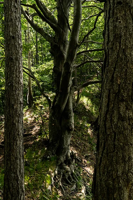 Bild 18