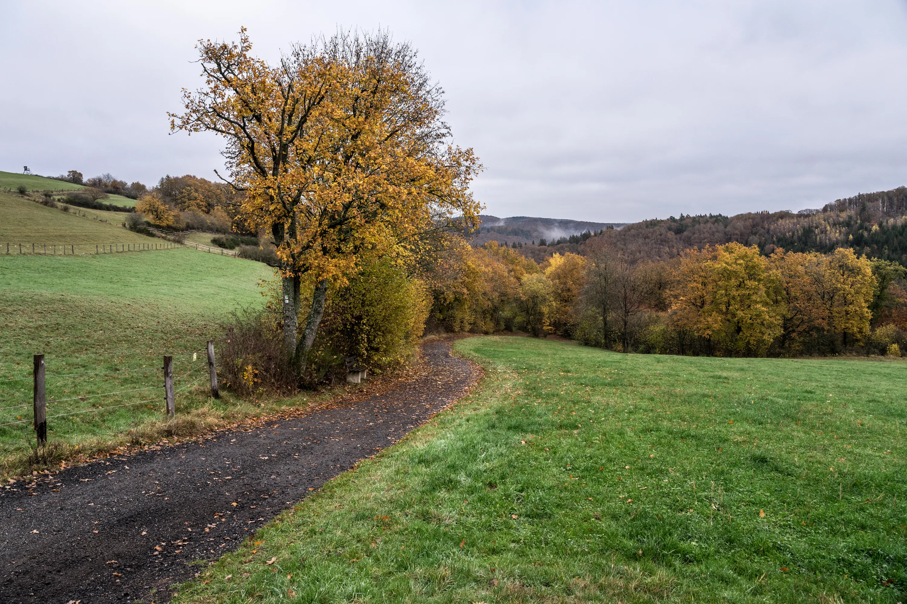 Wildnis vor der Haustür – Der Wildnis-Trail im Nationalpark Eifel
