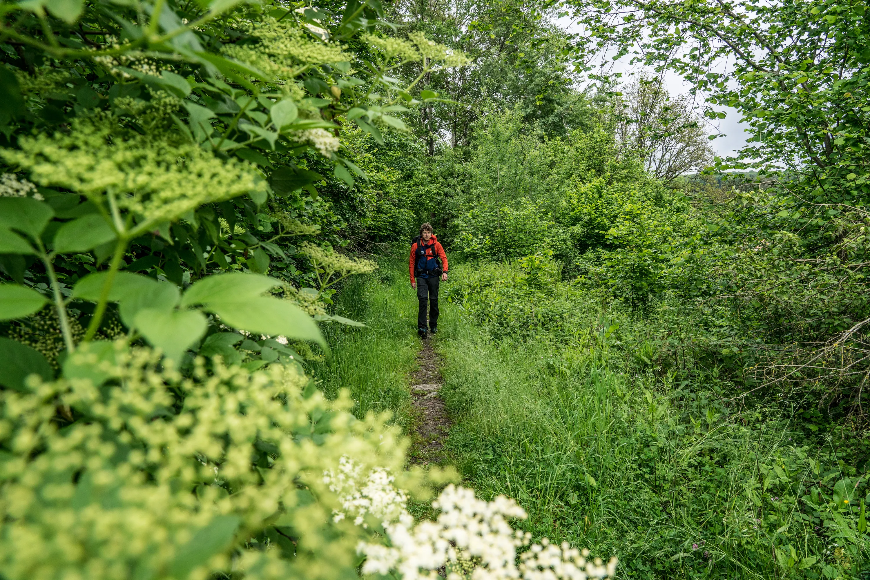 Rund um den Großen Feldberg – Auf dem Schinderhannespfad durch den Naturpark Taunus