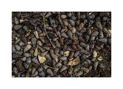 Kiefernzapfen auf dem Boden im Pirin Nationalpark in Bulgarien