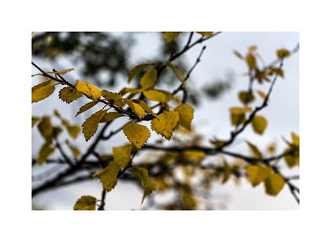 Herbstlicher Birkenast in Finnland