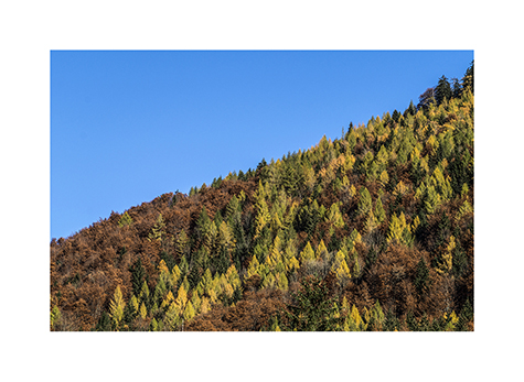 Bunter Herbstwald in den Chiemgauer Alpen