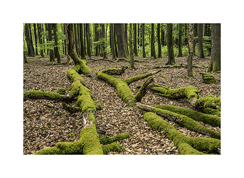 Alter Buchenwald im Quellgebiet der Wieslauter im Pfälzer Wald