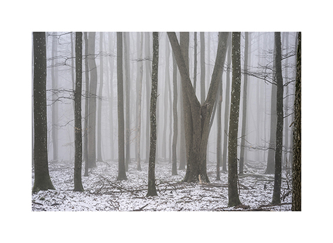 Nebeliger Wald im Naturwaldreservat Löoeerhag im Winter