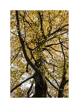 Buche im Herbstkleid im Naturwaldreservat Vogelspitz
