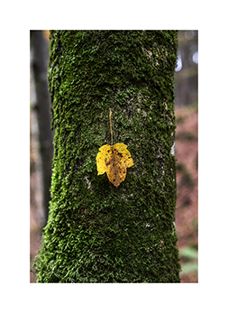 Gelbes Blatt auf einem moosigen Baumstamm Naturwaldreservat Vogelspitz