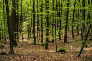 Fotos-Pfaelzer-Wald
