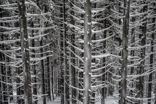 Fotos-Bayerischer-Wald-Winter